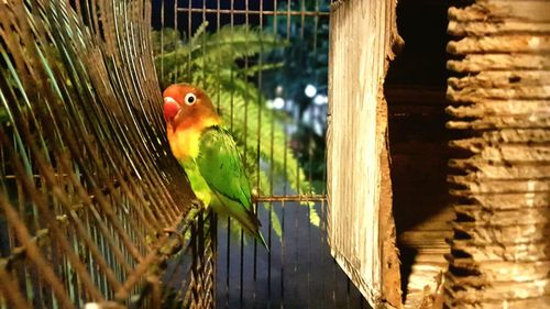 Close-up of bird perching on leaf