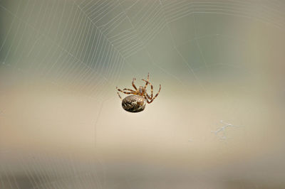 Close-up of spider on web