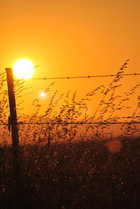 Silhouette plants against sky during sunset