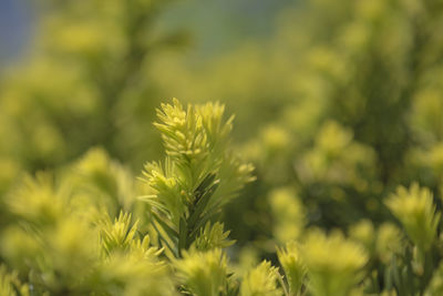 Close-up of plant against blurred background