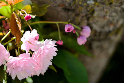 Close-up of pink flowers