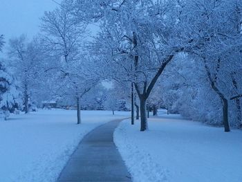 Snow covered road along trees