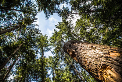 Low angle view of trees in forest against sky