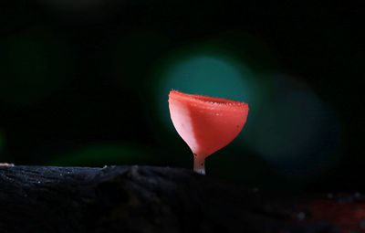 Close-up of red rose against black background