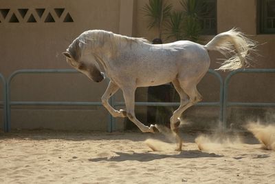 Horse in pen