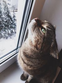 Cat looking through window