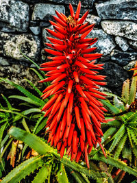 Close-up of red cactus plant