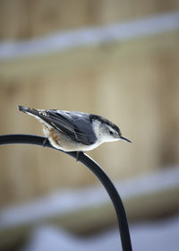 Close-up of bird perching