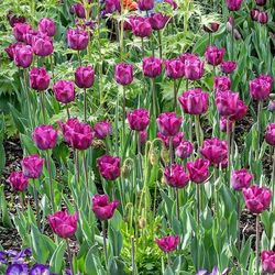 Full frame shot of pink flowers blooming in field