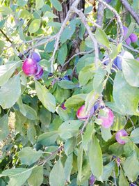 Close-up of flowers growing on tree