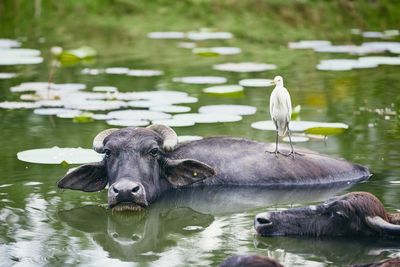 View of a duck in lake