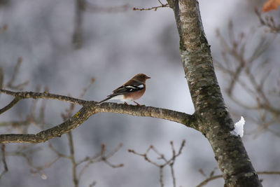 Low angle view of bird perching on branch