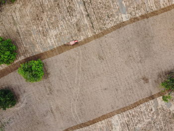 High angle view of road amidst plants in city