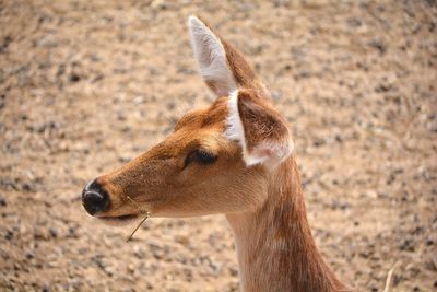 Close-up of a fawn