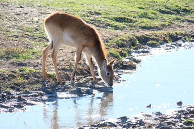 View of horse drinking water