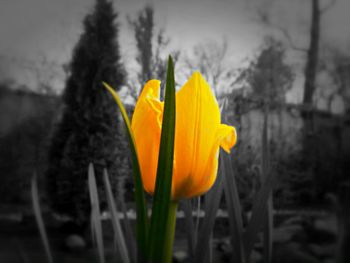 Close-up of yellow flower