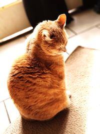 Close-up of a cat sitting on floor