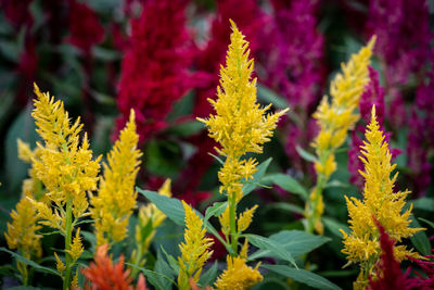 Close-up of plant