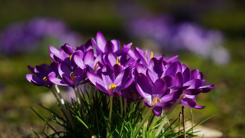 Close-up of purple crocus flowers on field