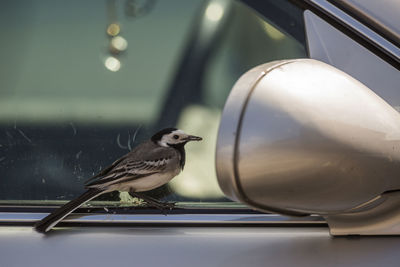 Close-up of bird on car window