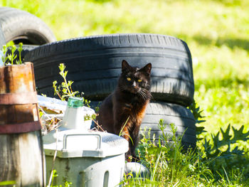 Cat on grass