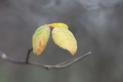 Close-up of flower bud growing outdoors