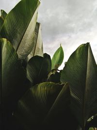 Close-up of green leaves on plant against sky