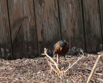 Mallard duck on wood in forest