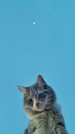 Cat looking away against blue sky
