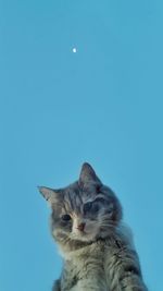 Cat looking away against blue sky