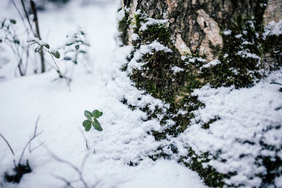 Close-up of snow covered land