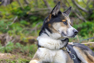 Dog looking away on field