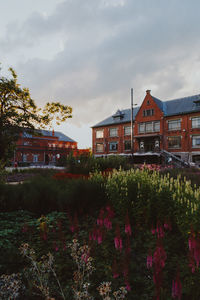 Flowering plants by building against sky