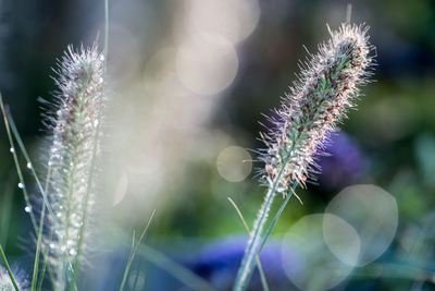 Close-up of thistle on plant at field