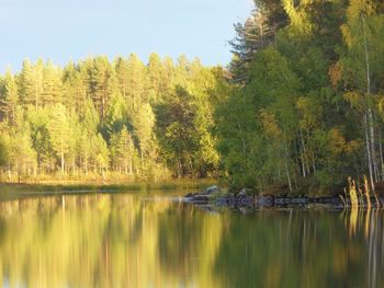 Scenic view of lake against trees in forest