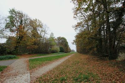 Road passing through trees