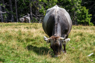 Cow on a pasture in south tyrol