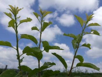 Close-up of fresh green leaves against sky