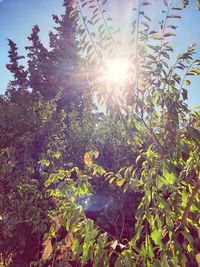 Sunlight streaming through tree