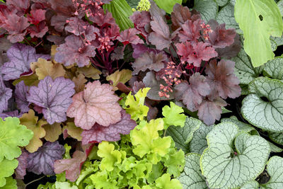 High angle view of pink flowering plants