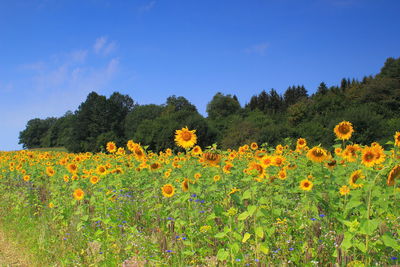 Scenic view of sunflower field against sky