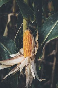 Close-up of corn on field