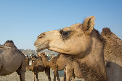 A camels with sad face at a desert in outskirts of makkah