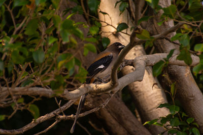 Close-up of bird perching on branch