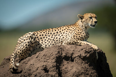 Close-up of cheetah sitting on rock