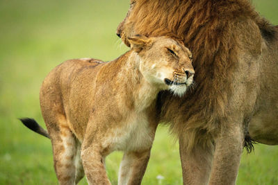 Close-up of lioness rubbing head against mane