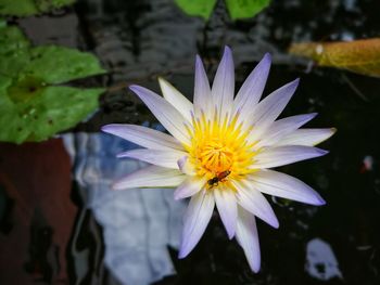 Close-up of water lily in pond