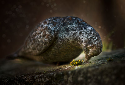 A stone dove watches over some tiny flowers in a cemetary in the middle of winter