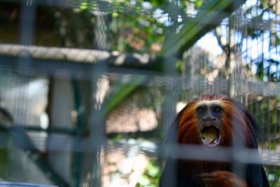 Portrait of a monkey