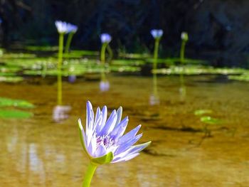 Close-up of lotus water lily in pond